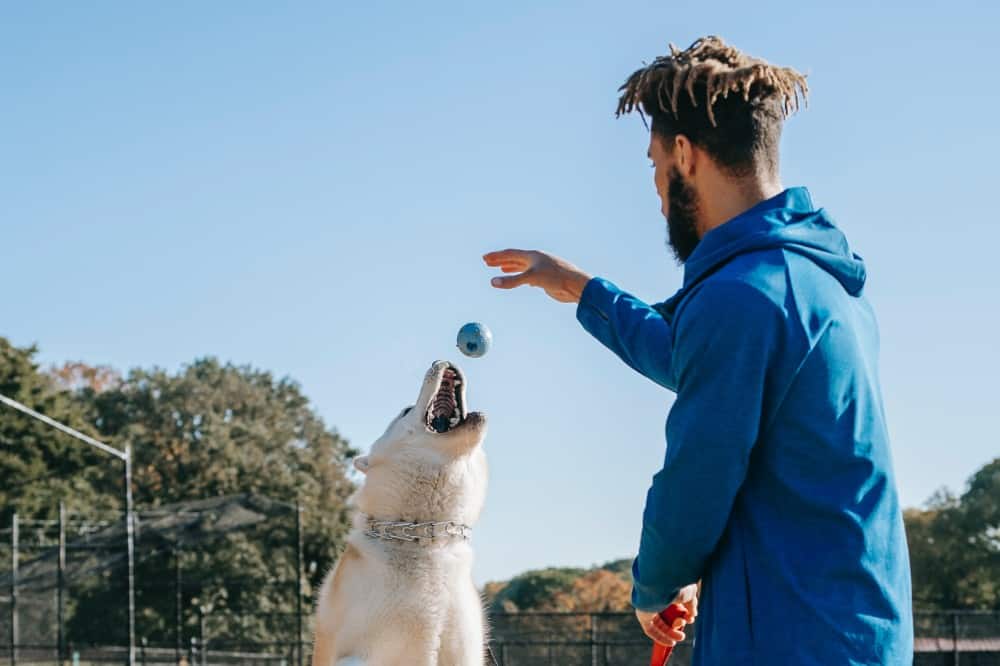 hank obedience trainer (1)